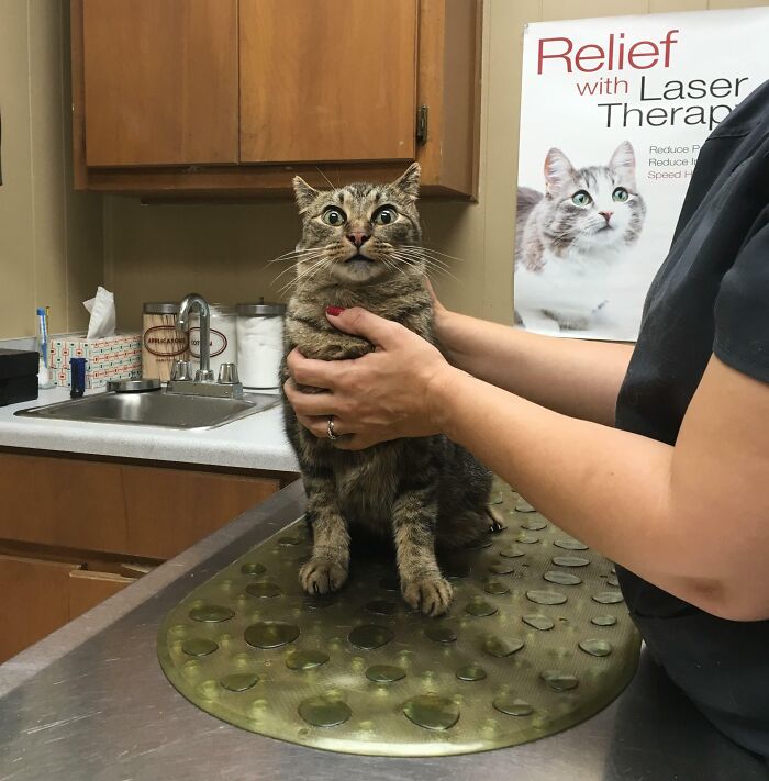 Cat at veterinarian's office looking surprised, being held gently on examination table.