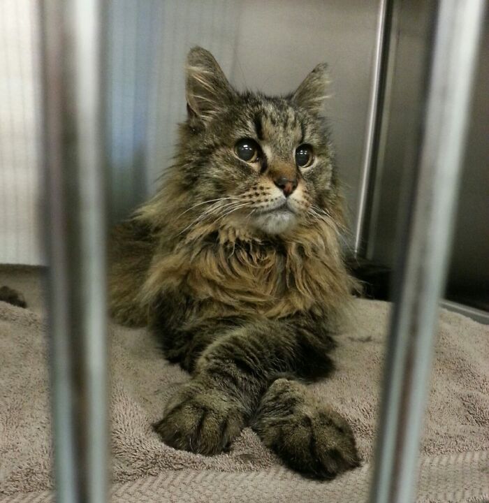 Fluffy cat relaxing on a towel at the veterinarian's office, looking calm and content.