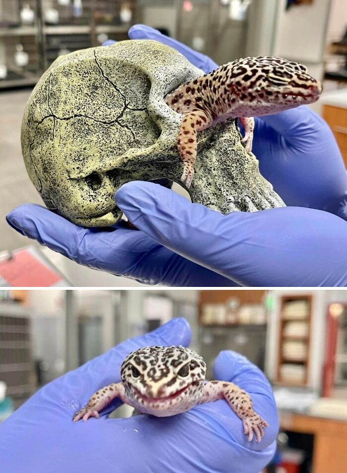 A gecko perched on a decorative skull, held by gloved hands at a veterinarian's office.