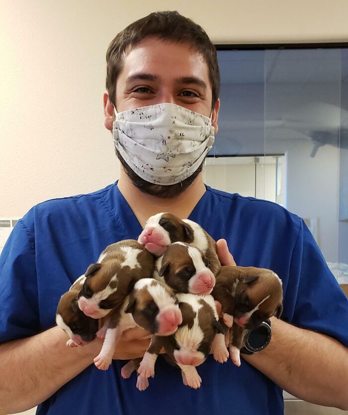 Veterinarian holding a bundle of adorable newborn puppies, conveying a wholesome moment at the office.