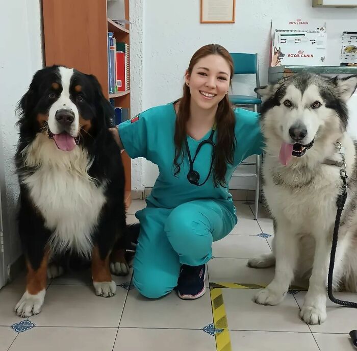 Veterinarian with two large, happy dogs in clinic, capturing a wholesome moment.