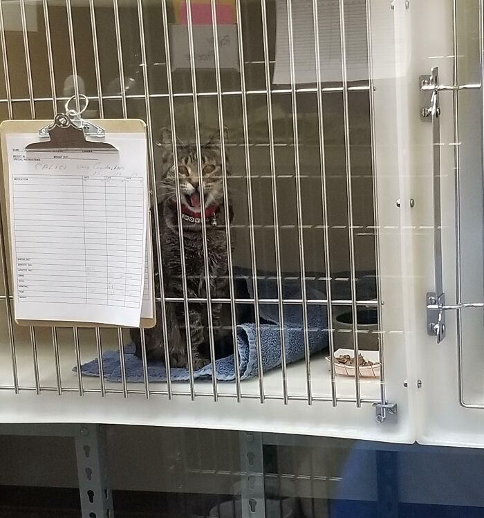 Tabby cat with a red collar meowing in a veterinary cage, clipboard with notes attached outside.