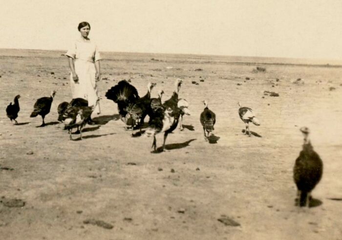 A person in a field with turkeys, highlighting changes over the past 50-100 years.