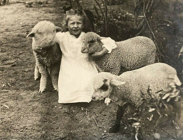A rare photo of a young girl in a white dress, surrounded by lambs, from 50-100 years ago.