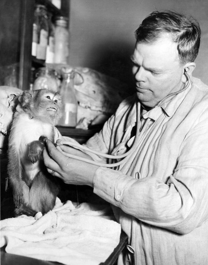 A veterinarian examines a small monkey, illustrating rare photos from decades ago showing world changes.