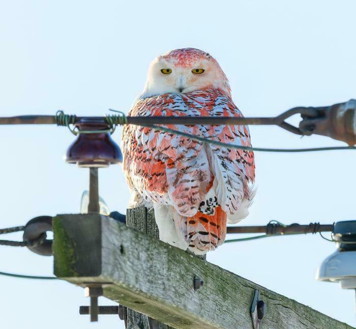 Reddish snowy owl perched on a wooden utility pole under pale blue sky, Amazing Photos