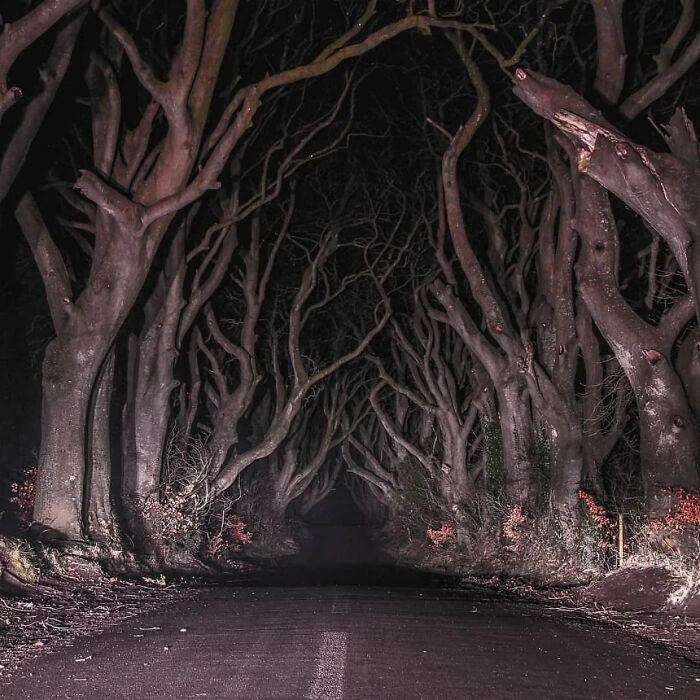 Dark eerie tree tunnel with twisted branches over road at night