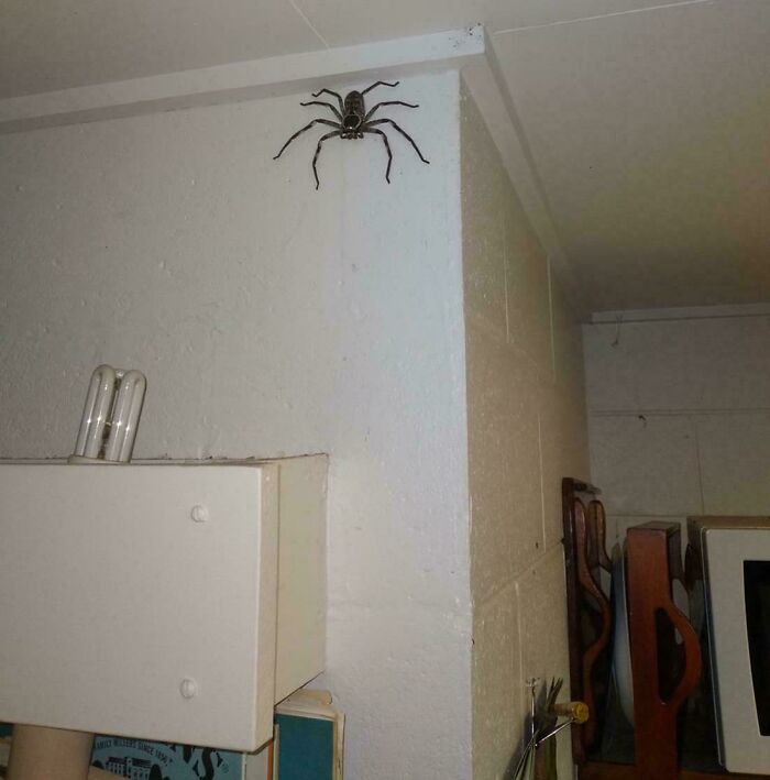 Large spider perched on white interior wall corner in room