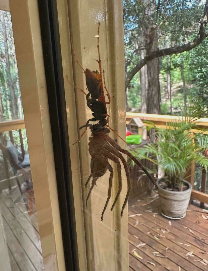 Large wasp carrying spider on window in odd terrifying insect encounter