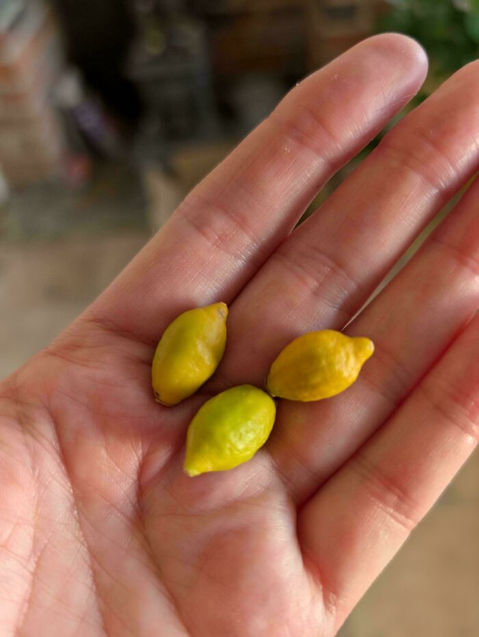 Small yellow fruits in hand highlighting harvesting size differences in a humorous harvesting pic.