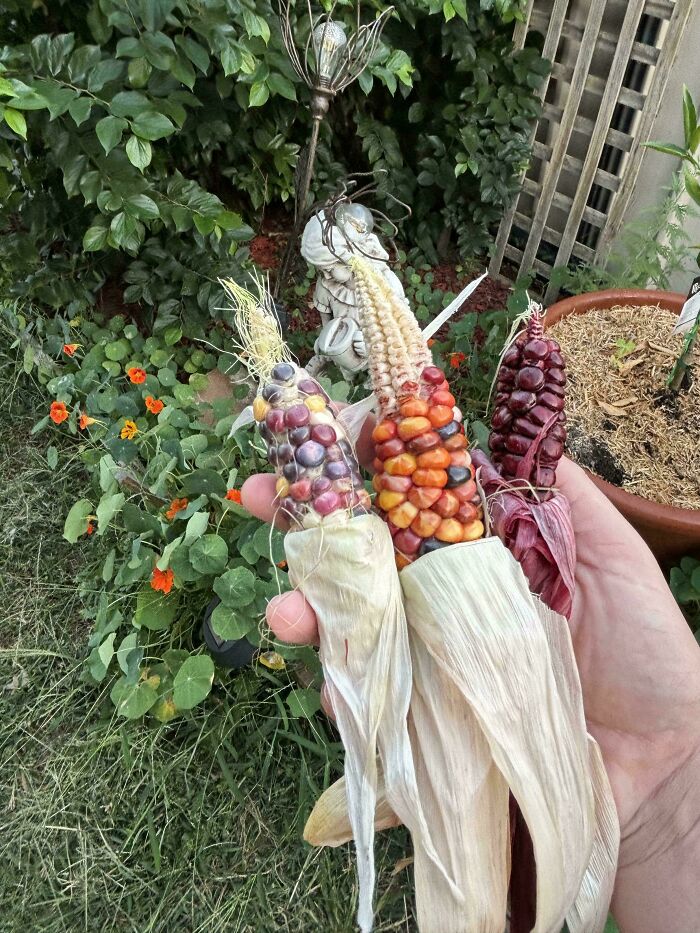 Hand holding colorful multicolored corn cobs in a garden, showcasing unusual sizes and vibrant harvesting colors.