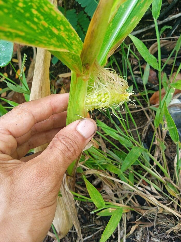 Hand holding a tiny immature corn cob on the stalk surrounded by green leaves and soil in a harvesting setting.