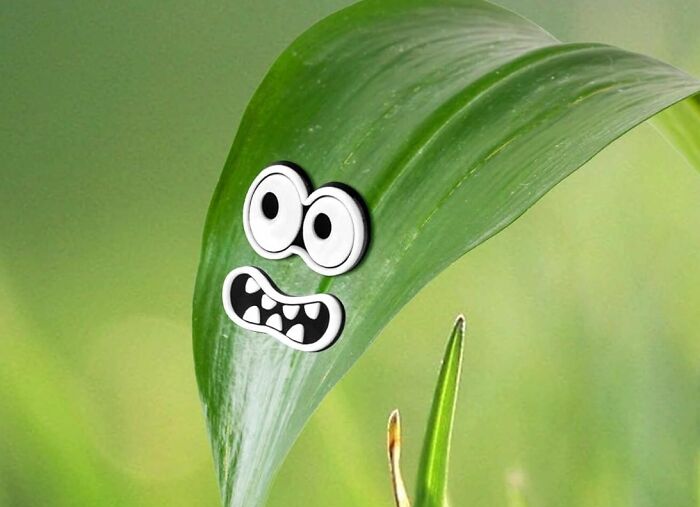 A leaf with googly eyes and a funny face, showcasing a random Amazon find sparking joy.