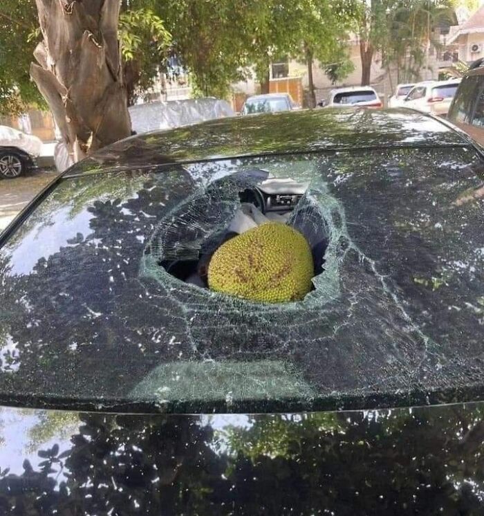 Car windshield shattered by falling jackfruit, showing an expensive accident aftermath.
