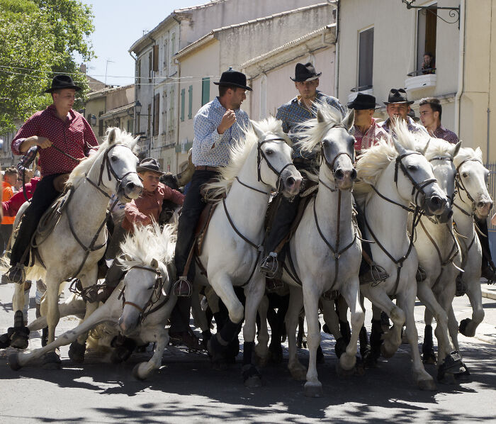 Men on white horses in a street parade, evoking "Accidental Renaissance" with a classic painting-like scene.