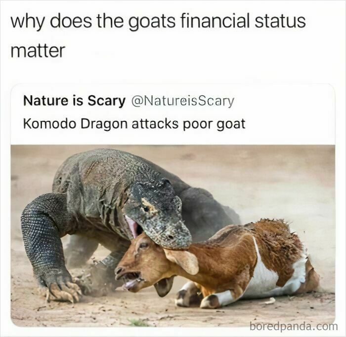Comment humor shines as someone questions the importance of a goat's financial status during a Komodo dragon attack.