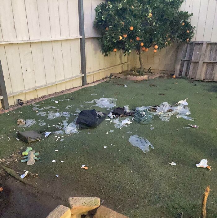 Messy backyard after expensive accident with scattered trash and a tree in the corner.