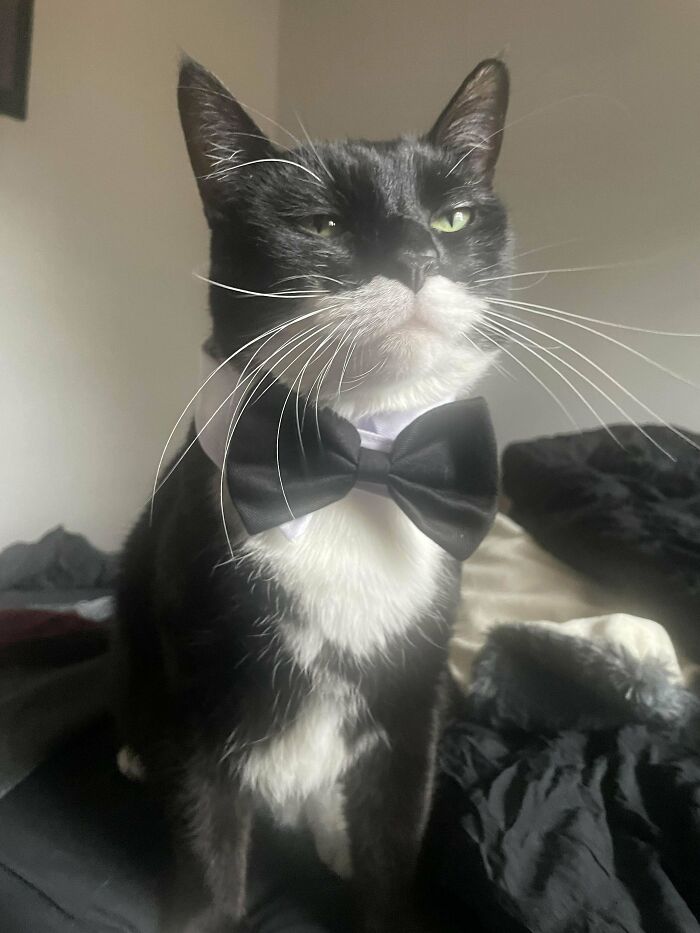 Tuxedo cat in business attire, wearing a black bow tie, sitting confidently.
