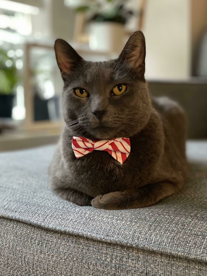 Gray cat in business attire with a red and white bow tie, lounging on a gray couch, exuding a sophisticated look.