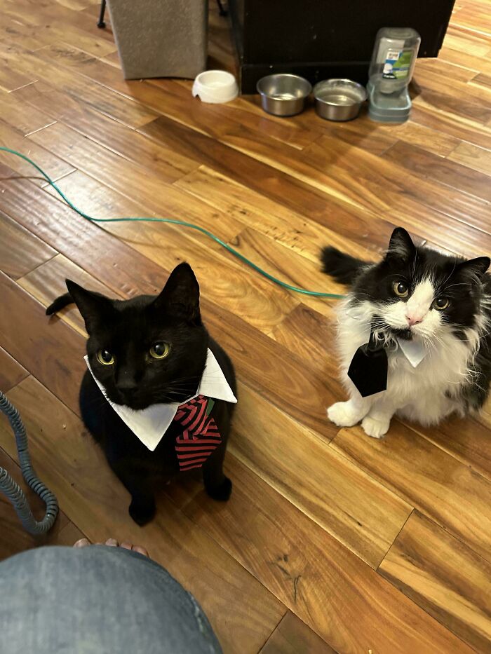 Cats in business attire with ties and collars, sitting on a wooden floor.