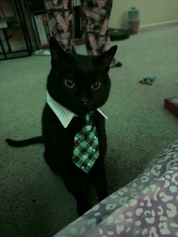 Black cat in business attire, wearing a green plaid tie and white collar, standing on a carpet.