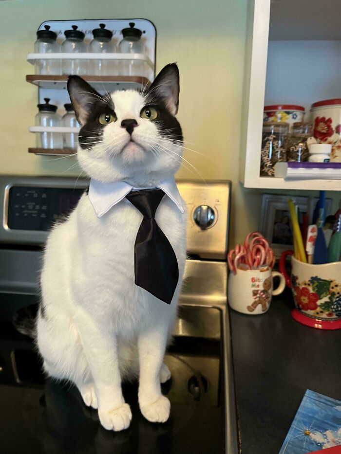 Cat in business attire with a white collar and black tie, sitting confidently on a kitchen counter.