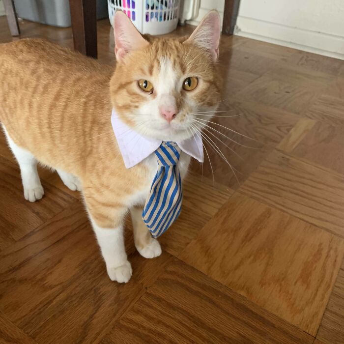 Orange cat wearing business attire with a striped tie, looking curious on a wooden floor.