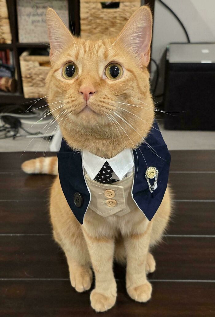 A cat in business attire with a suit and tie, sitting on a wooden floor, looking attentively forward.