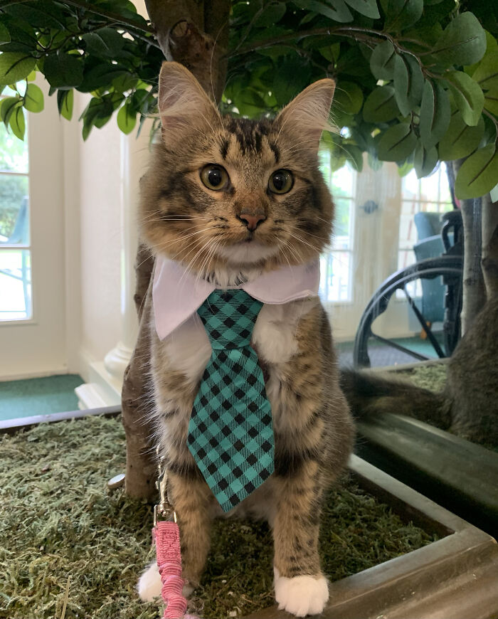 Cat wearing business attire, featuring a white collar and green checkered tie, posing indoors by a plant.