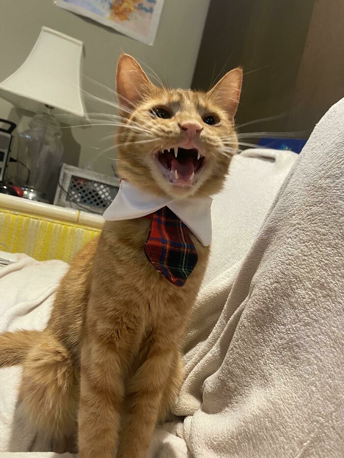 A ginger cat wearing business attire, complete with a plaid tie, sitting on a couch.