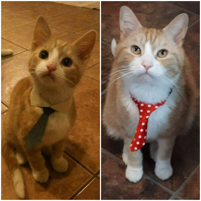 Two cats in business attire: one with a blue tie, another with a red polka dot tie, sitting on a tiled floor.
