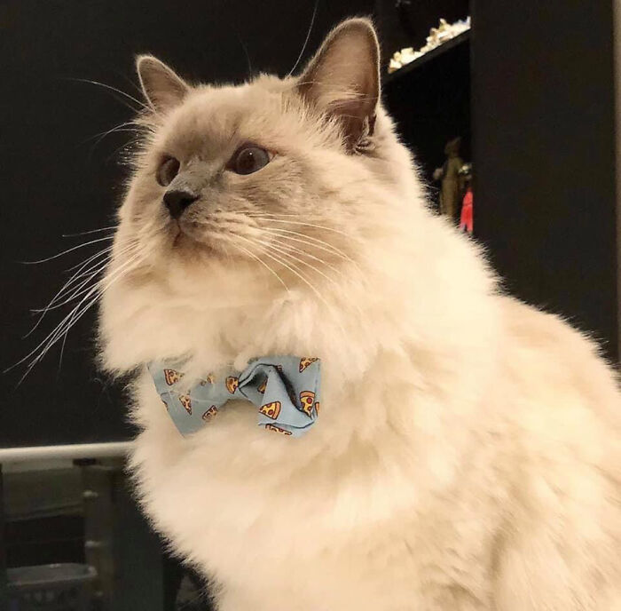 Fluffy cat wearing business attire with a fun blue bow tie featuring small pizza designs.