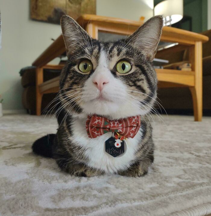 Tabby cat wearing a festive red bow tie, resembling business attire, on a carpeted floor.