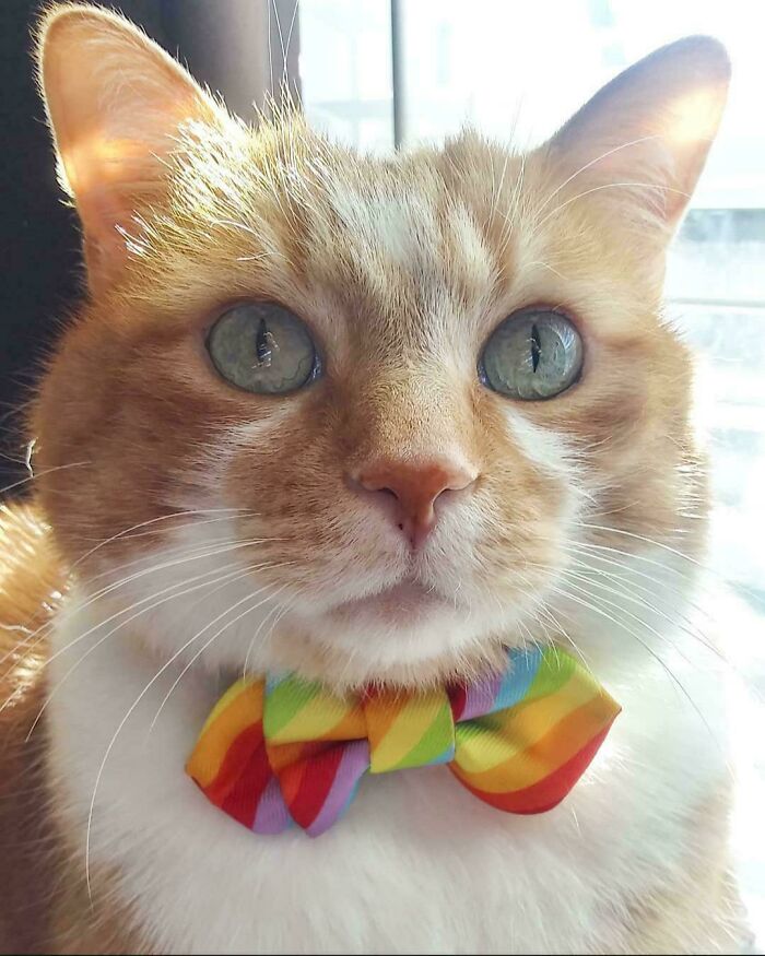 A cat wearing a colorful bow tie in business attire, looking towards the camera.