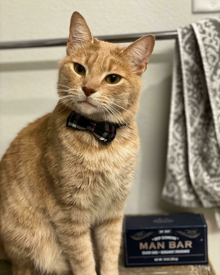 A cat in business attire wearing a plaid bow tie sits confidently next to a "MAN BAR" box in a bathroom setting.