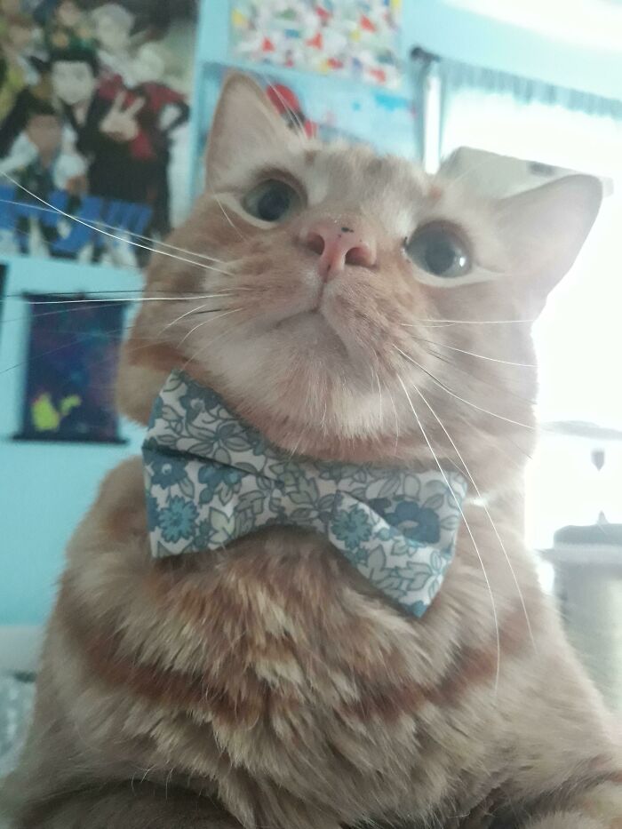 Cat wearing a floral bowtie in a business attire setting.