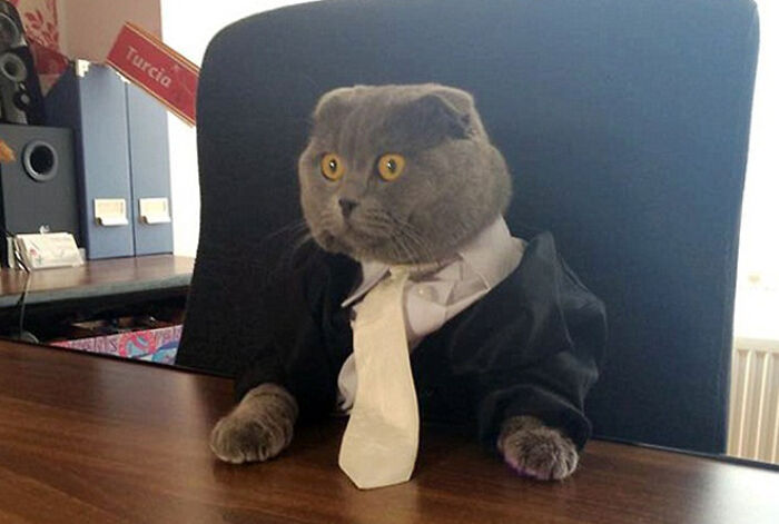 Cat in business attire sitting at a desk, wearing a black suit and white tie, resembling a professional in an office setting.