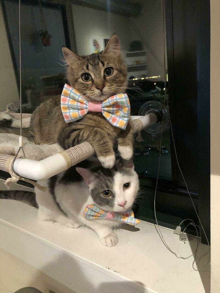 Two cats in business attire with checkered bow ties perched on a window ledge indoors.