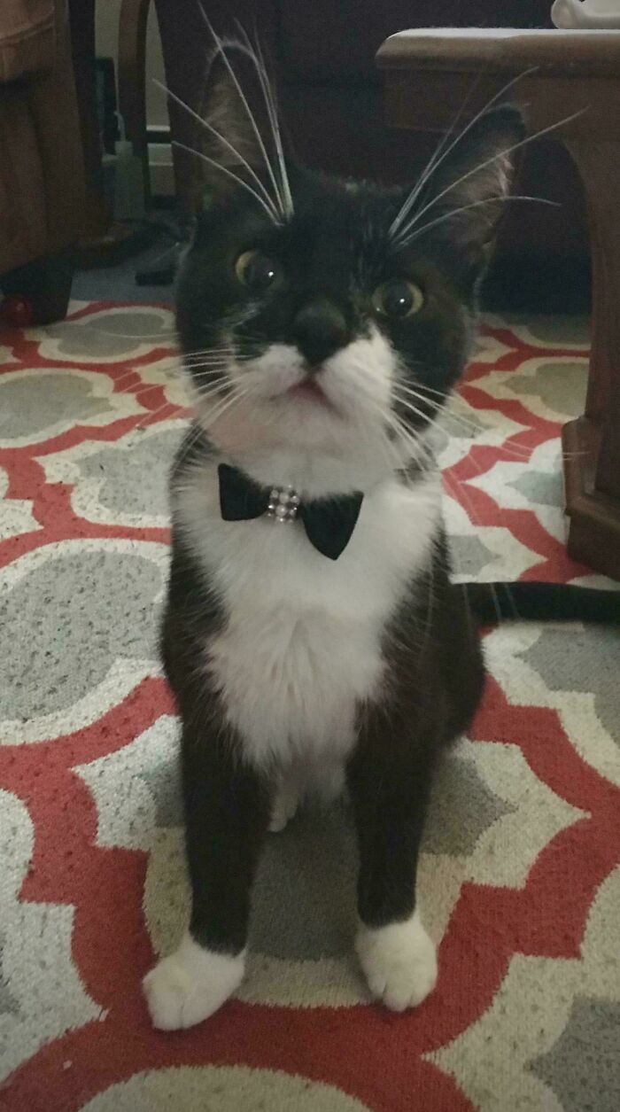 Black and white cat wearing a bow tie sitting on a patterned rug, embodying business attire.