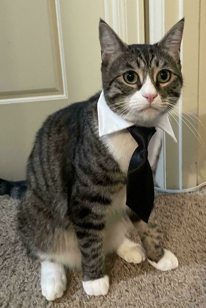 Cat wearing business attire, featuring a white collar and black tie, sitting on carpet.