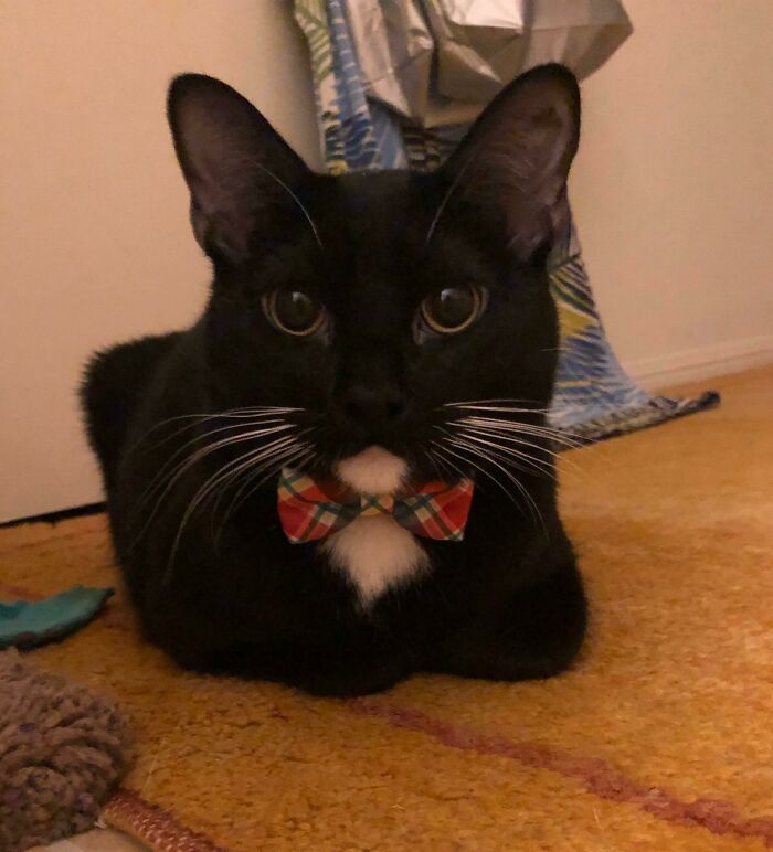 Black cat wearing a plaid bow tie, symbolizing business attire.