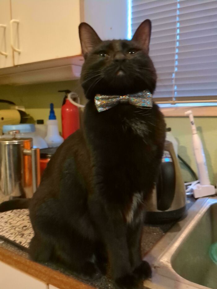 A black cat in business attire with a sparkly bow tie, sitting confidently on a kitchen counter.