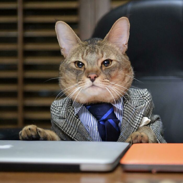 Cat in business attire, wearing a striped shirt and tie, sitting at a desk with a confident expression.