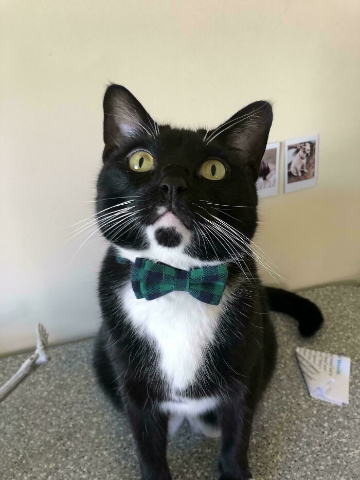 Black and white cat in a plaid bow tie, showcasing business attire style.