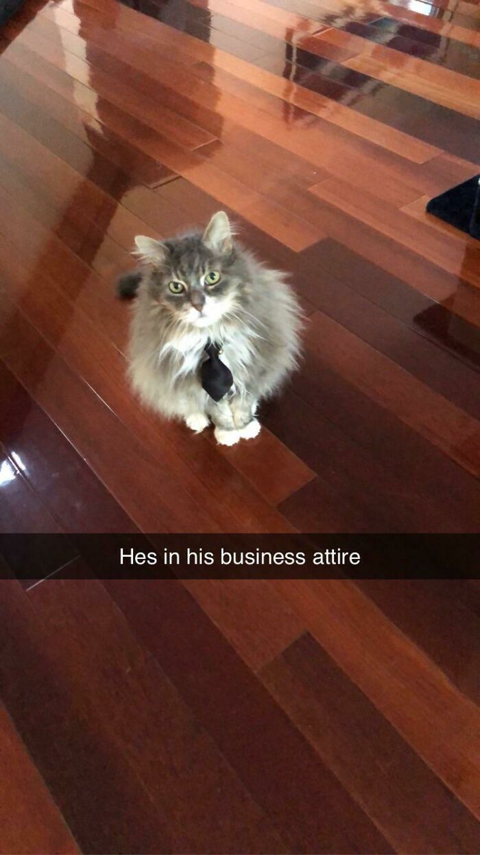 Fluffy cat in business attire with a black tie, standing on shiny wooden floor.