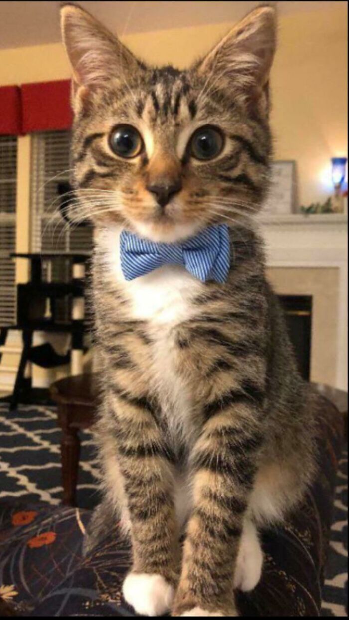 A tabby cat wearing a blue striped bow tie, representing cats in business attire.