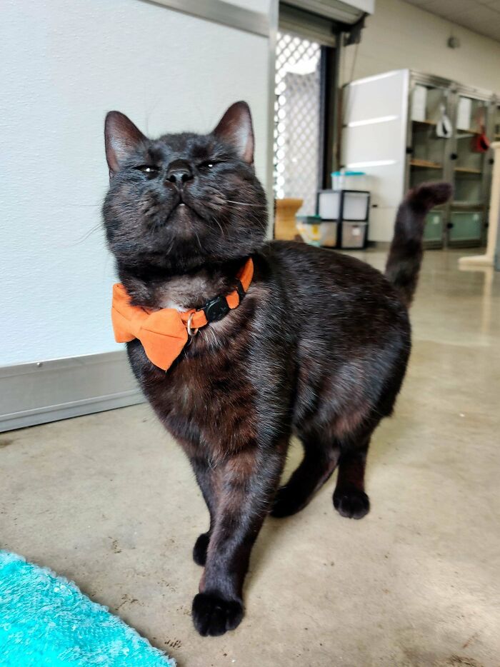 Black cat in business attire with orange bow tie, standing confidently indoors.