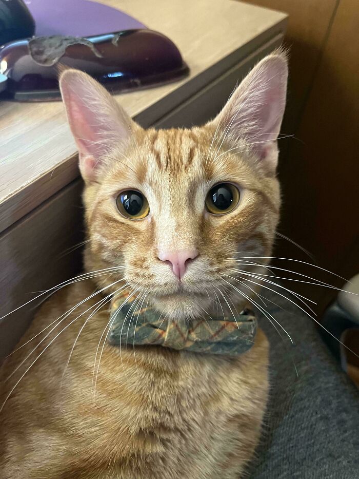 Orange tabby cat wearing a plaid bow tie, embodying business attire style.