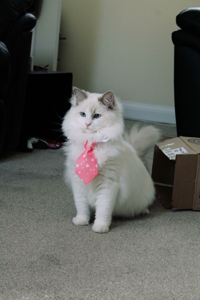 Fluffy cat wearing a pink tie, showcasing adorable business attire.