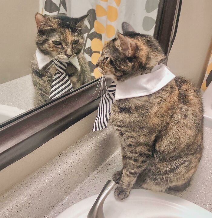 Cat in business attire with a striped tie, sitting by a mirror, creating a professional look.